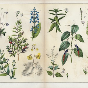 1869 Olivier Pepper Verbena Salvia pratensis Utricularia Pinguicula Vleesetende Plant Originele Botanische Raad