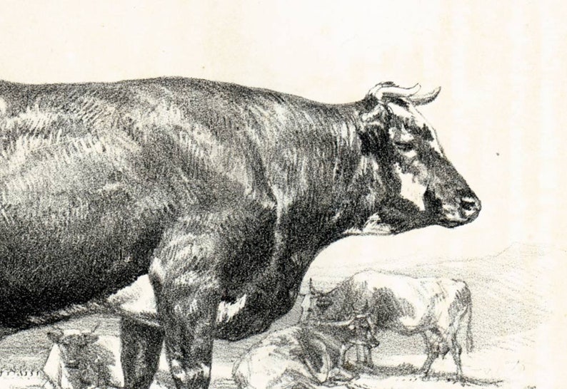 Cattle Farming 1858 Dairy Cattle Normande Antique Cow French Breeds Print Farm Decor French vintage Cow Bull breeds
