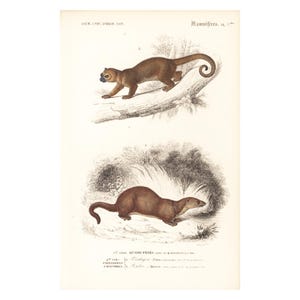 1861 Lontra e Kinkajou, gravura antiga Orbigny, Original, História Natural, Litografia, Potos flavus, Mustela lutra