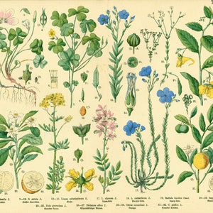 1885 Citroenboom Lin linum Oxalis Klaverbalsem, Geneeskrachtige planten Farmacopee Fytotherapie, Originele Botanische Plaat