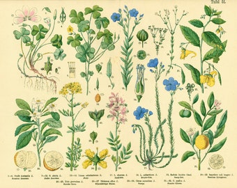 1885 Citrus lemon Linum Flax touch-me-not balsam, Herbs Herbalism Medicinal Plants Antique Botanical Chart print Authentic Framable Art