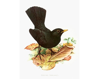 1969 Common Blackbird, vintage Bird Print, Ornithology, nature wall art