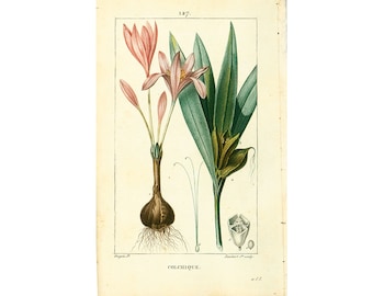 1831 Colchicum Antique Print Medicinal Poisonous Plant Natural History Botanical Botany Wall Art framing Home decor