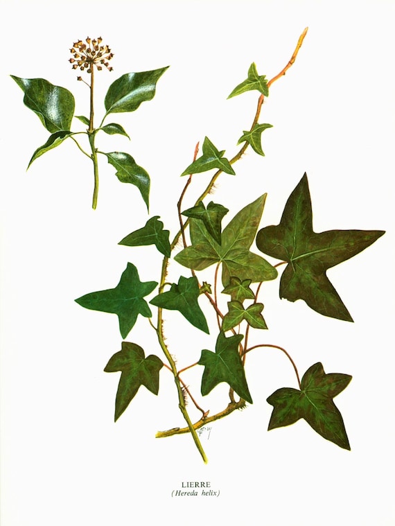eibe 180 200 Heimische Eibe main image 1