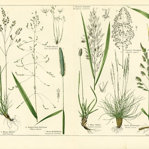 1869 Phleum Timothy Bentgrass Millet Phragmites, Futterpflanzen Getreide Gräser Getreidesamen, altes botanisches Plattenplakat