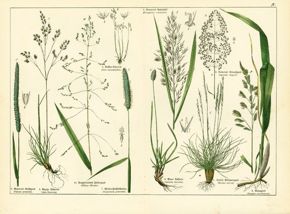 1869 Phleum Timothy Agrostis Gierst Phragmite, voedergewassen Granen  Grassen Graan Zaden, Oude Botanische Prentposter - Etsy Belgi