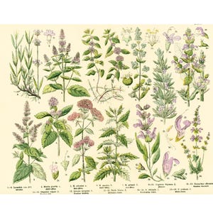 1885 Origanum Munt Salie Rozemarijn Lavendel Labiatae Geneeskrachtige Plant Farmacopee Fytotherapie Originele Botanische Plaat