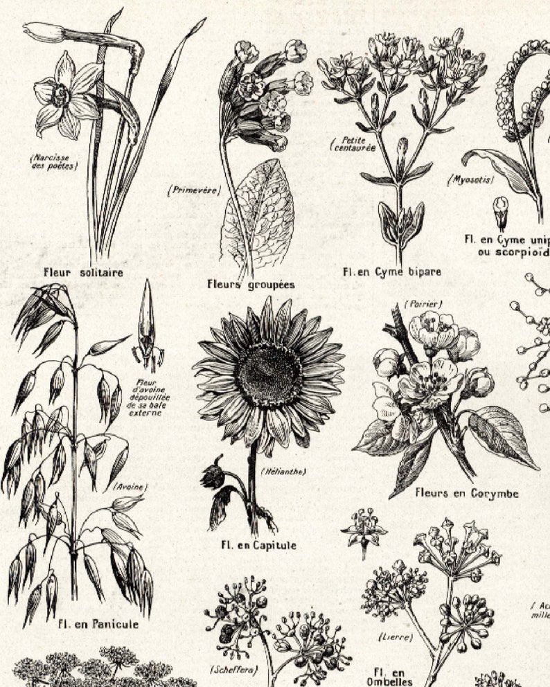 1922 Antique Flowers Print Type of Inflorescence Vintage - Etsy