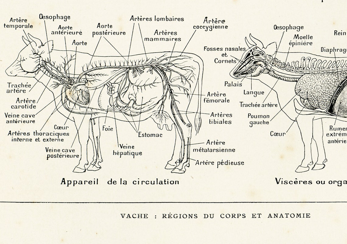 Carte Murale D'anatomie De La Vache LFA #99014 - Outil Pédagogique Vétérinaire Et Agricole