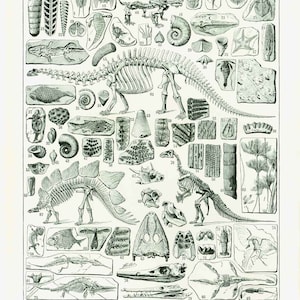 1933 Fossil Antique Print. Dinosaurs. Prehistoric.  Large Size. illustration. Original Larousse Print. French antiques.