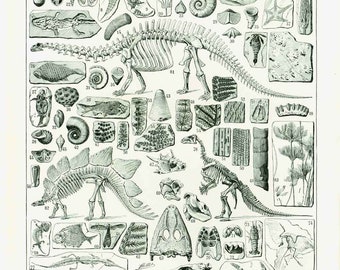 1933 Fossil Antique Print. Dinosaurs. Prehistoric.  Large Size. illustration. Original Larousse Print. French antiques.