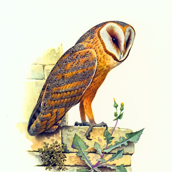 1969 Barn owl, Tyto alba, Bird print ornithological illustration Vintage nature decor