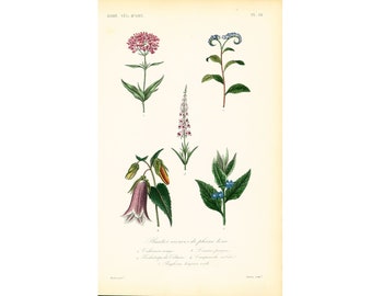 1831 Antique Valeriane Campanula Blue Heliotrope Flower Print Natural History Medicinal Plant Herbalism Botanical  Botany Print for framing