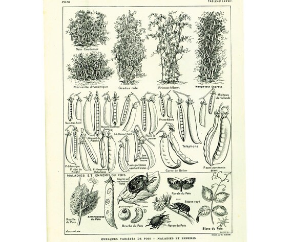 Flower Seed Identification Chart