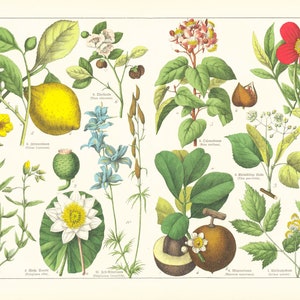 1869 Zitronen tee Zitronenbaum-Tilleul Pfingstrose-Lerchenfuß Mamricot Pflanzliche Heilpflanzen Altes Brett Botanik Poster Poster