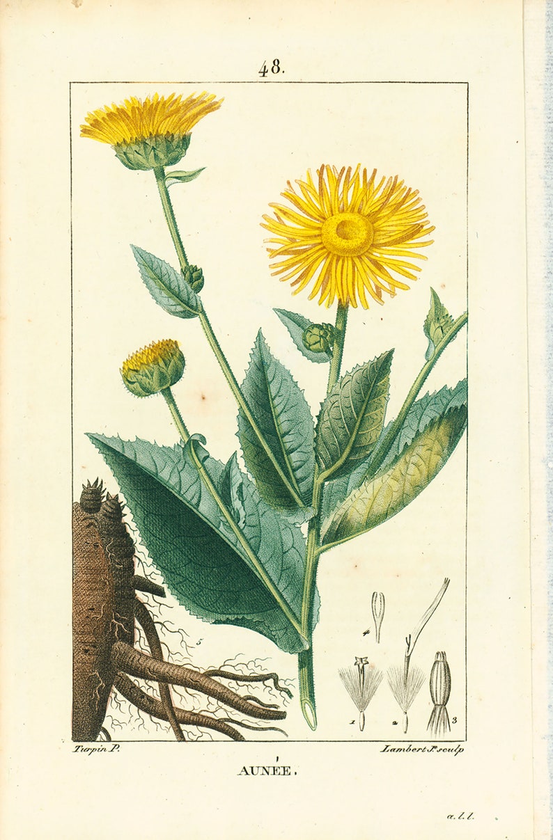 1831 Antique Elecampane Inula helenium Horse-heal Print Plant Natural History Botanical Vegetable Botany Wall Art framing Home decor image 2