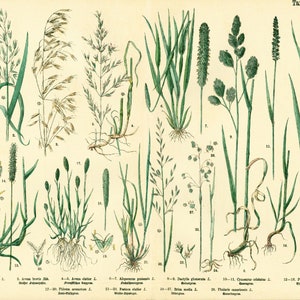 1885 Cereales Avena Festuca Briza Phleum, Pastos Forraje Planta forrajera Semilla de grano, Placa botánica antigua Póster