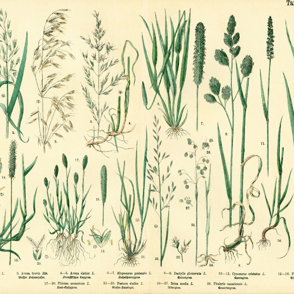 1885 Getreide Hafer Schwingel Briza Phleum, Gräser Futterpflanze Getreidesamen, altes botanisches Tellerplakat