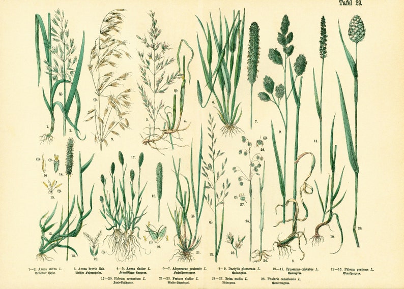 1885 Getreide Hafer Schwingel Briza Phleum, Gräser Futterpflanze Getreidesamen, altes botanisches Tellerplakat Bild 1