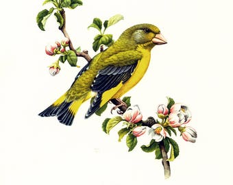 1969 Greenfinch Print, vintage Bird Print, illustration, Ornithology, nature wall art