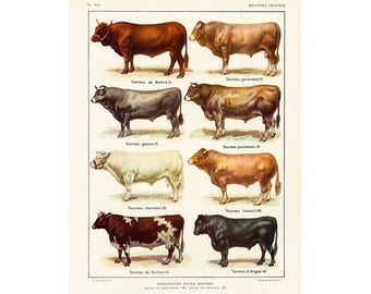 1922 LARGE SIZE Bull Breeds Print. Antique identification chart. French vintage. Larousse illustration. Farmhouse Decor