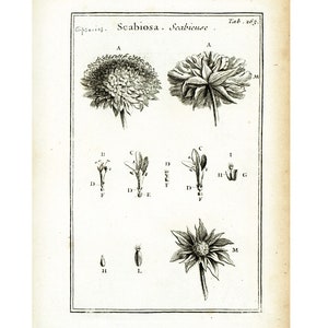 May include: A black and white botanical illustration of a Scabiosa flower. The illustration shows the flower in different stages of growth, from bud to bloom. The text "Scabiosa. Scabicuse. Tab. 263." is included in the image.