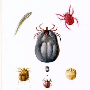 1960 Mijten en teken, chiggers, motten. Board identificatie insecten parasiet dieren menselijke plant originele entomologie.