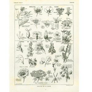 1922 Anatomie van een bloem Plantkunde Fysiologie Plantenstructuur Illustratie Origineel bord Larousse Wanddecoratie