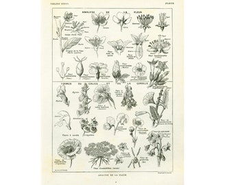 1922 Plant Anatomy, Antique Flowers Print, Type of inflorescence, Vintage Botanical print, Larousse illustration