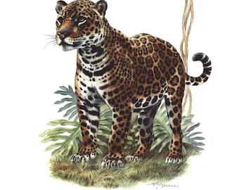 1974 Jaguar vintage illustration, Tiger Art Print, Wild animal, painting