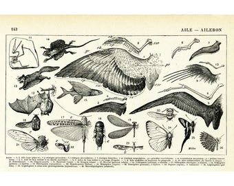 1930 Wings, Butterfly Bird Insect wings, Antique Larousse Print, Bat, Dragonfly, Flying fish, Squirrel, Wing feathers