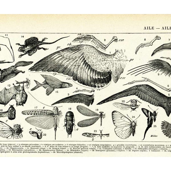 1930 Wings, Butterfly Bird Insect wings, Antique Larousse Print, Bat, Dragonfly, Flying fish, Squirrel, Wing feathers