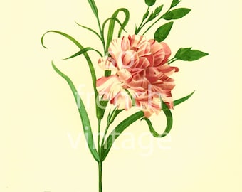 Dianthus caryophyllus Clove Pink Large Size illustration Pierre Redoute French Vintage Botanical print