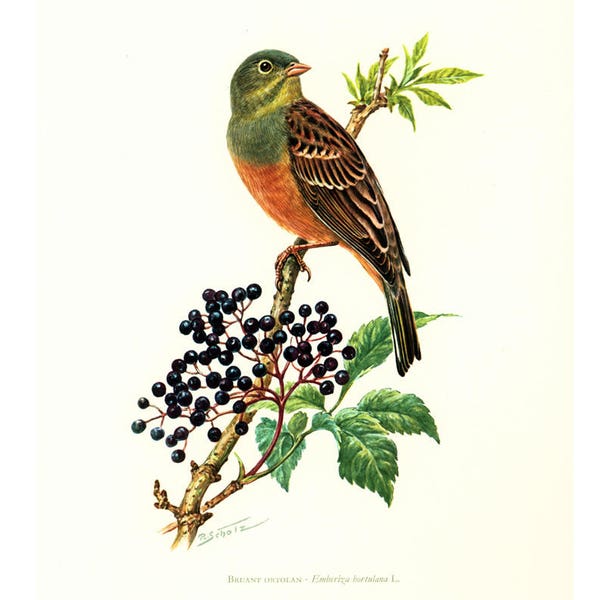 1969 Ortolan Bunting Print, vintage Bird Print, illustration, Ornithology, nature wall art, Migratory bird, European biodiversity