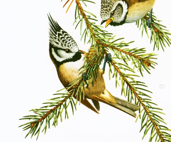 1969 Mesange Huppé Oiseaux Illustration Vintage Histoire Naturelle Ornithologie