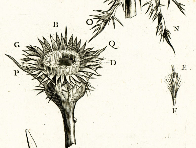 1797 Antique Carline thistle Flower Print Botanical Natural History Wall Home Decor image 4