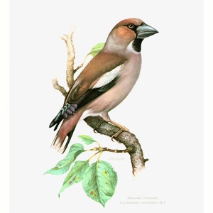 1969 Grosbeak Print, vintage Bird Print, School illustration, Ornithology, Nature wall art