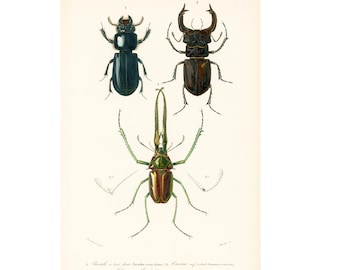1861 Stag beetle, Chiasognathus, Lucanus, Original insect print, Coleoptera, Orbigny antique print, 19th entomology, Gift for insect lover