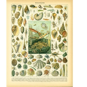 1897 shellfish large size antique print, Molluscs, Larousse 115 Years Old, Nautical Decor, Sea life Wall Art