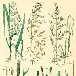 1885 Getreide Hafer Schwingel Briza Phleum, Gräser Futterpflanze Getreidesamen, altes botanisches Tellerplakat Bild 3