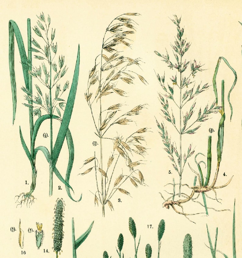 1885 Getreide Hafer Schwingel Briza Phleum, Gräser Futterpflanze Getreidesamen, altes botanisches Tellerplakat Bild 3