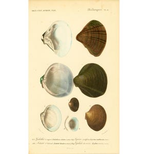 Puede incluir: Una ilustración vintage de seis tipos diferentes de conchas marinas. Las conchas se representan en varios tonos de marrón, verde y blanco. La imagen está etiquetada como "Mollusques, Pl. 4" y "Soc. Linn. d'Hist. Nat."