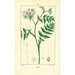 see more listings in the Botanical Prints section