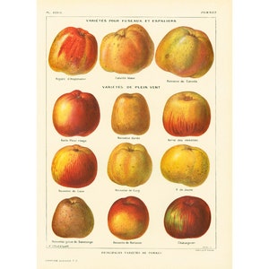1922 Sorten ALTER ÄPFEL, Original Botanischer Teller, großformatige Illustration, Vintage Larousse Küchendekor