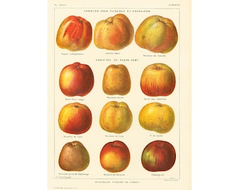 1922 Variétés de POMMES ANCIENNES, Planche Originale Botanique, illustration Grand Format, decor cuisine vintage Larousse