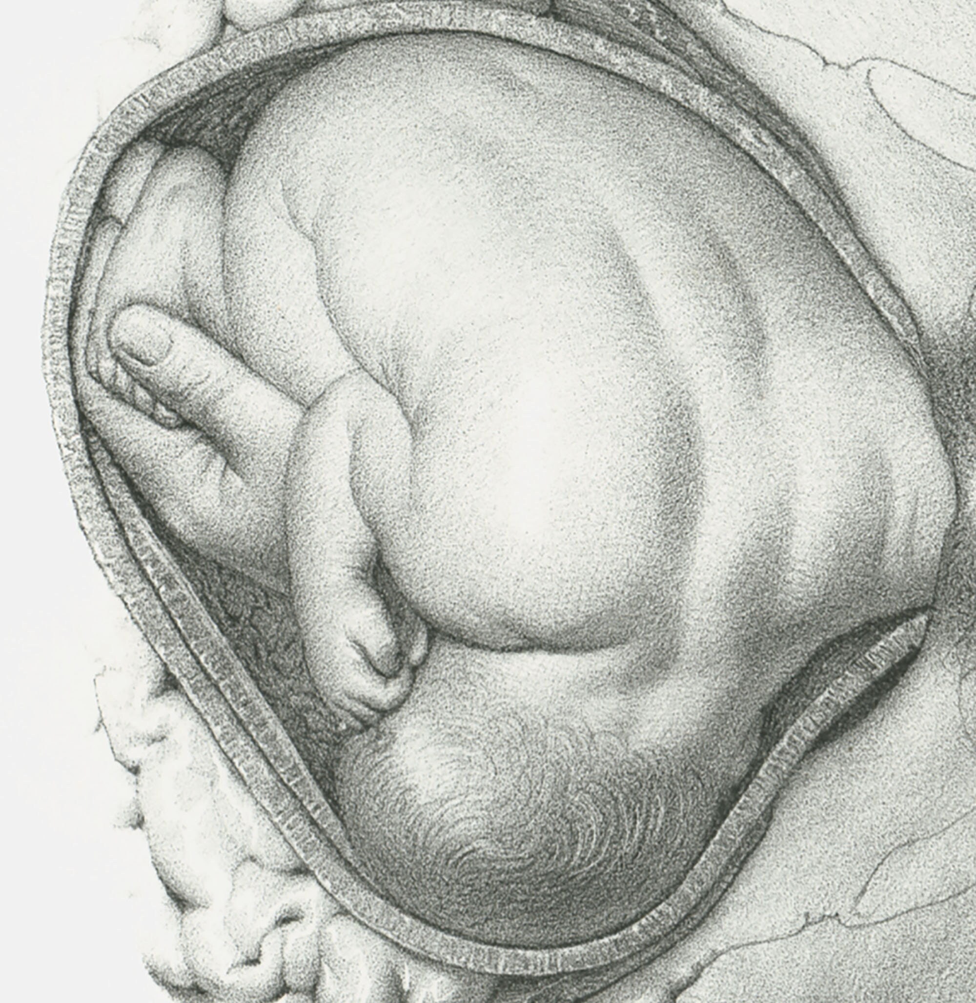 Modèles anatomiques pour démonstration à l'accouchement - Cledical