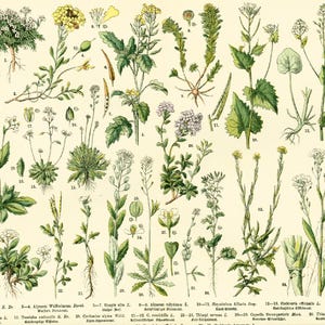 Poster uit 1885 van kruisbloemige Brassicaceae, antieke botanische plaat, originele grootformaat plaat