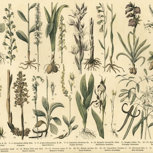 1885 Wilde Orchidee Orchis Ophrys Spinnenschuh Aristolochia Vanille Heilpflanze Old Print Botanical Poster Poster