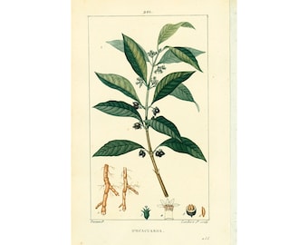 1814 Antique Carapichea Ipecacuanha Print Poisonous Plant Natural History Botanical Botany Wall Art framing Home decor