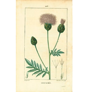 1831 Blue Centaury Flower Originele Botanische Plaat oude gravure 180 jaar oude Chaumeton
